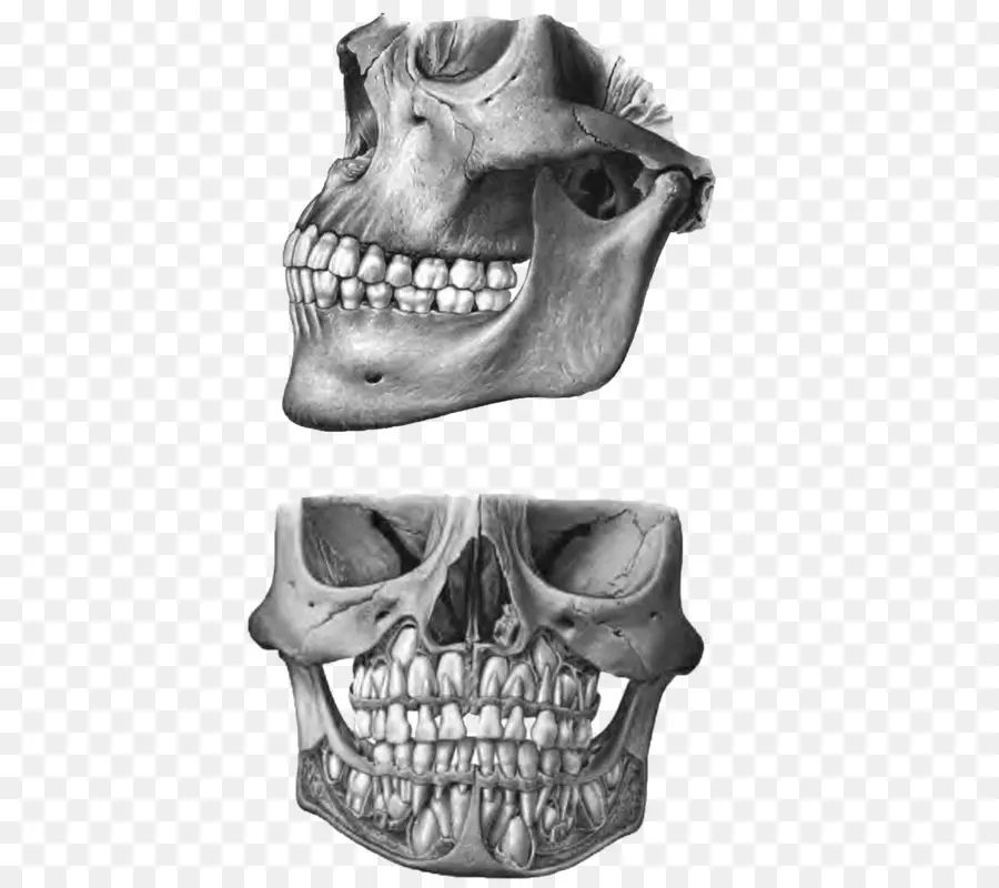 Cráneo Humano，Dientes PNG