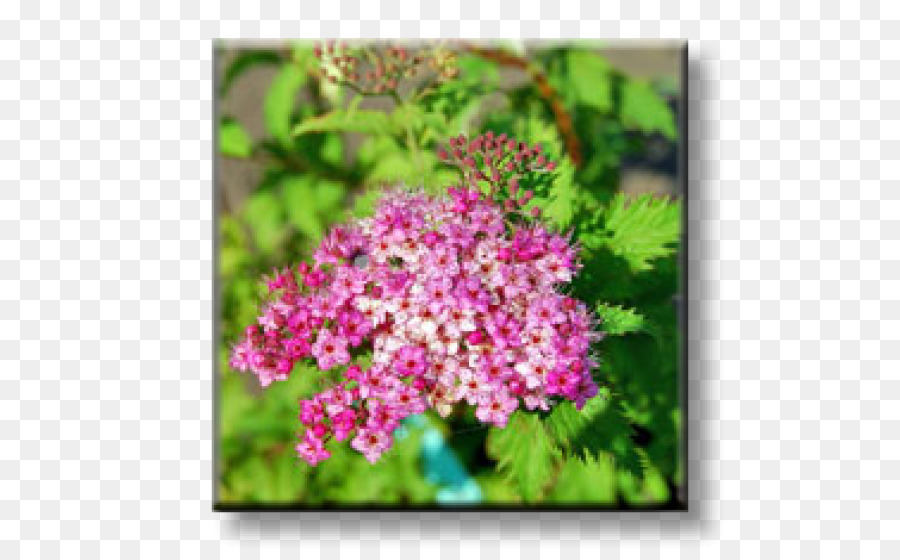 Spiraea Japonica，Arbusto PNG