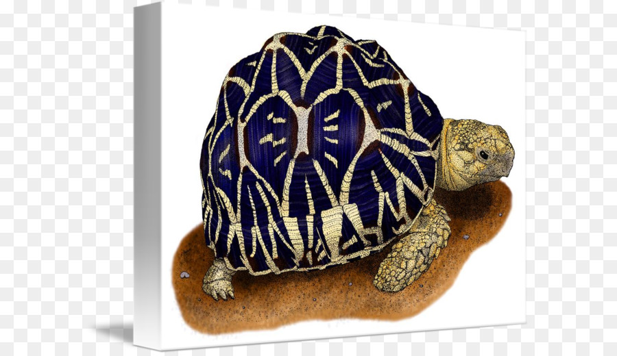 Tortuga，Reptiles PNG