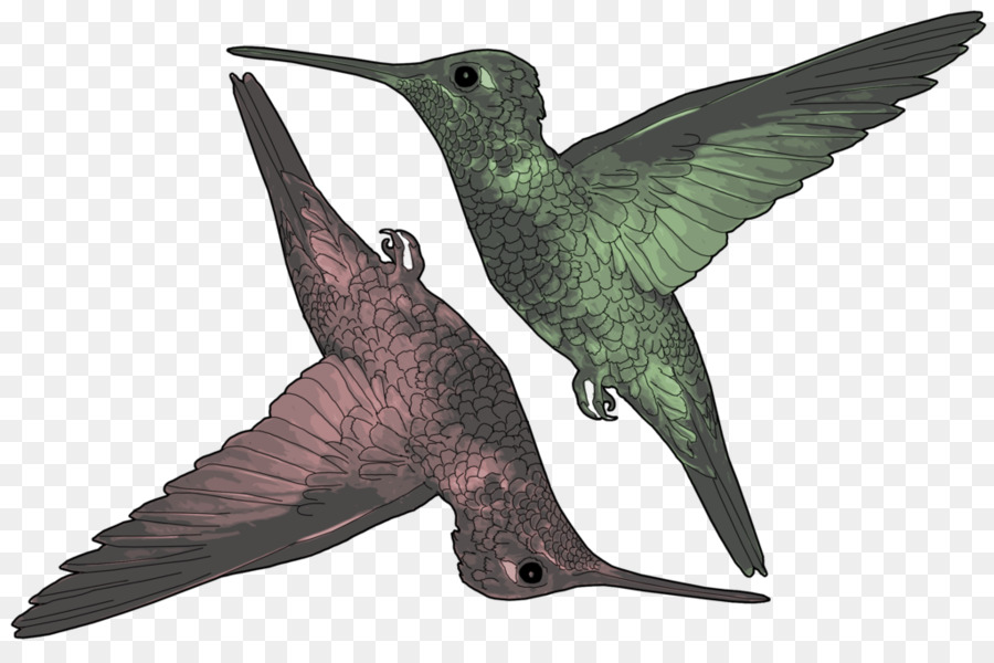 Pájaro，Colibrí PNG