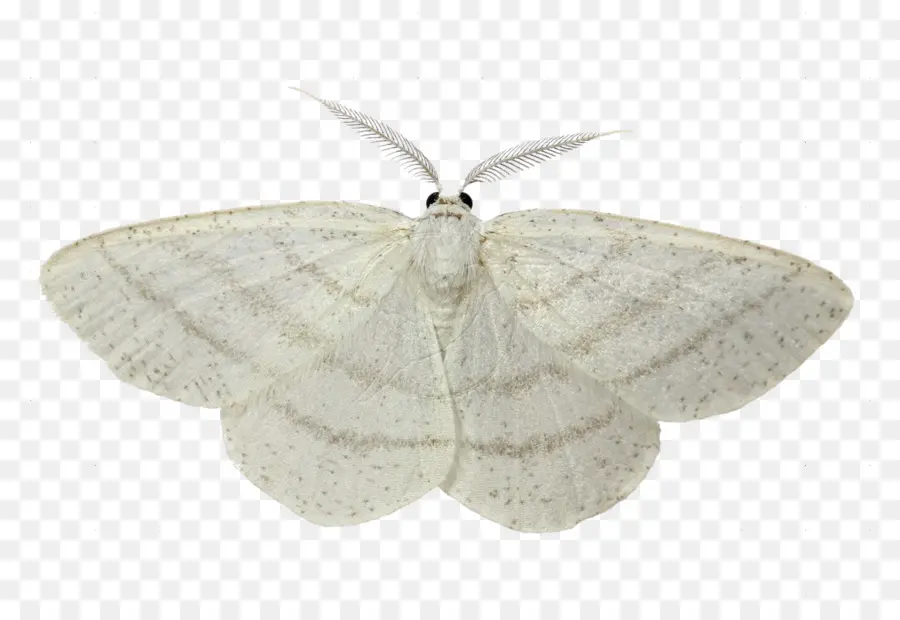 Mariposa，Polilla PNG