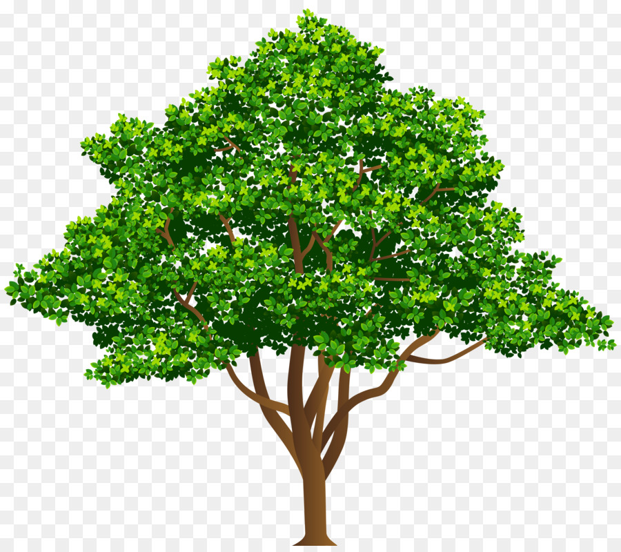 árbol，Pino PNG