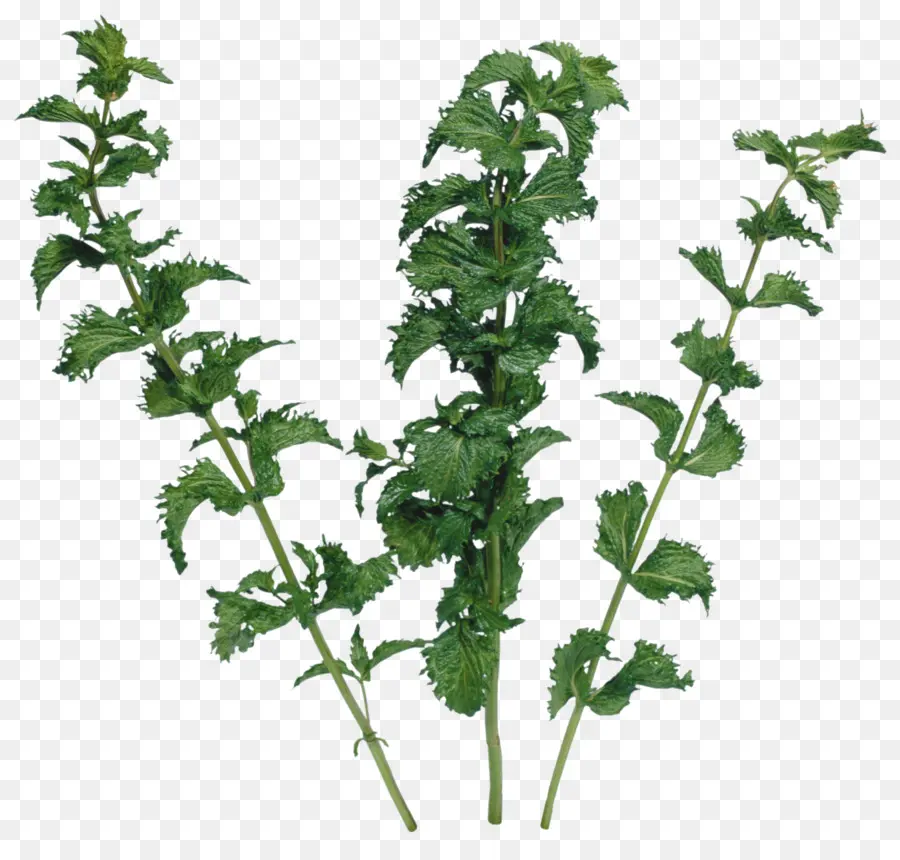 Planta，Hojas PNG