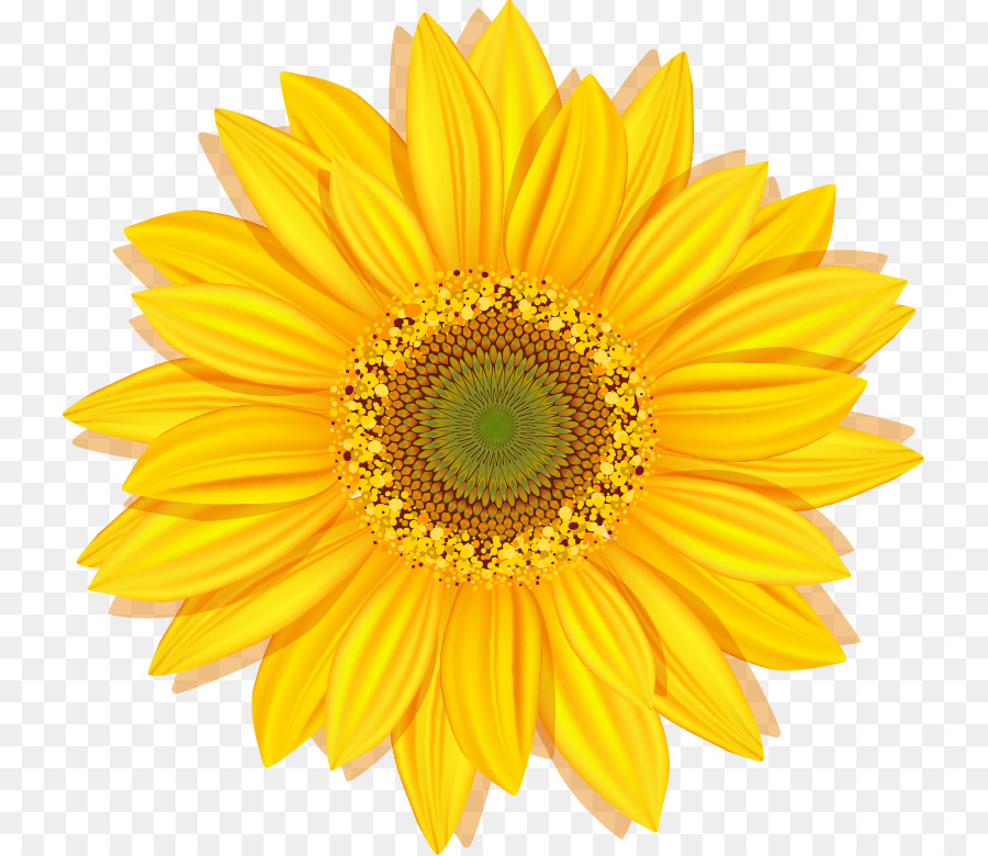 Girasol Amarillo，Planta PNG