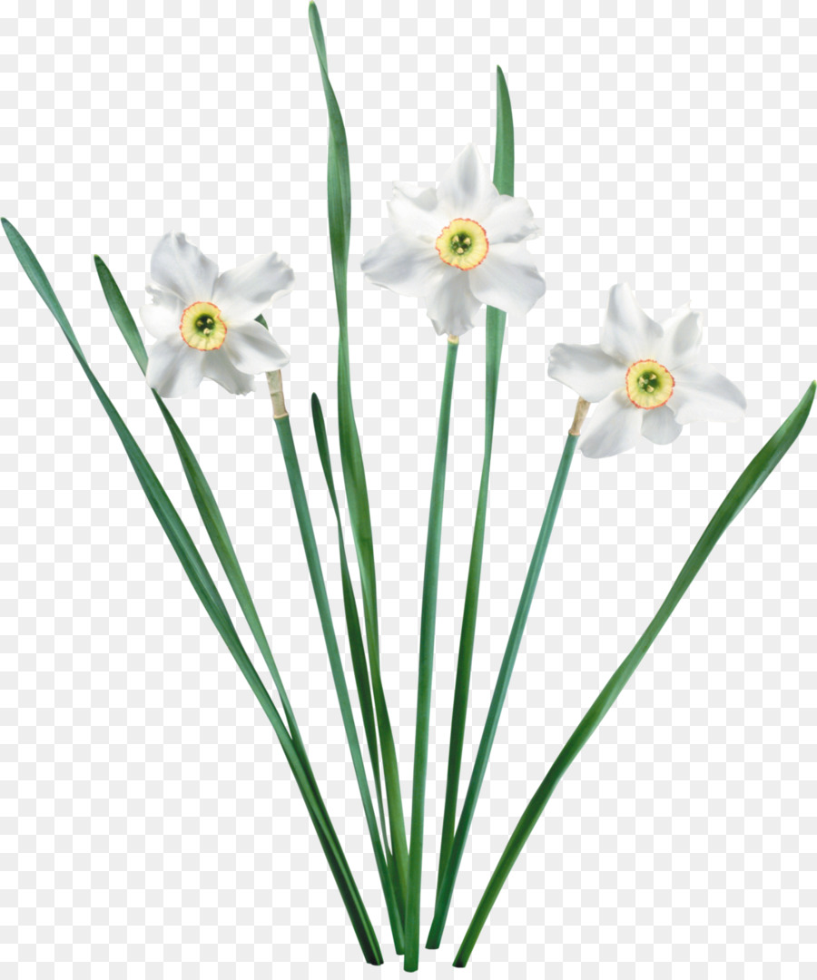 Flor，Narcissus Tazetta PNG