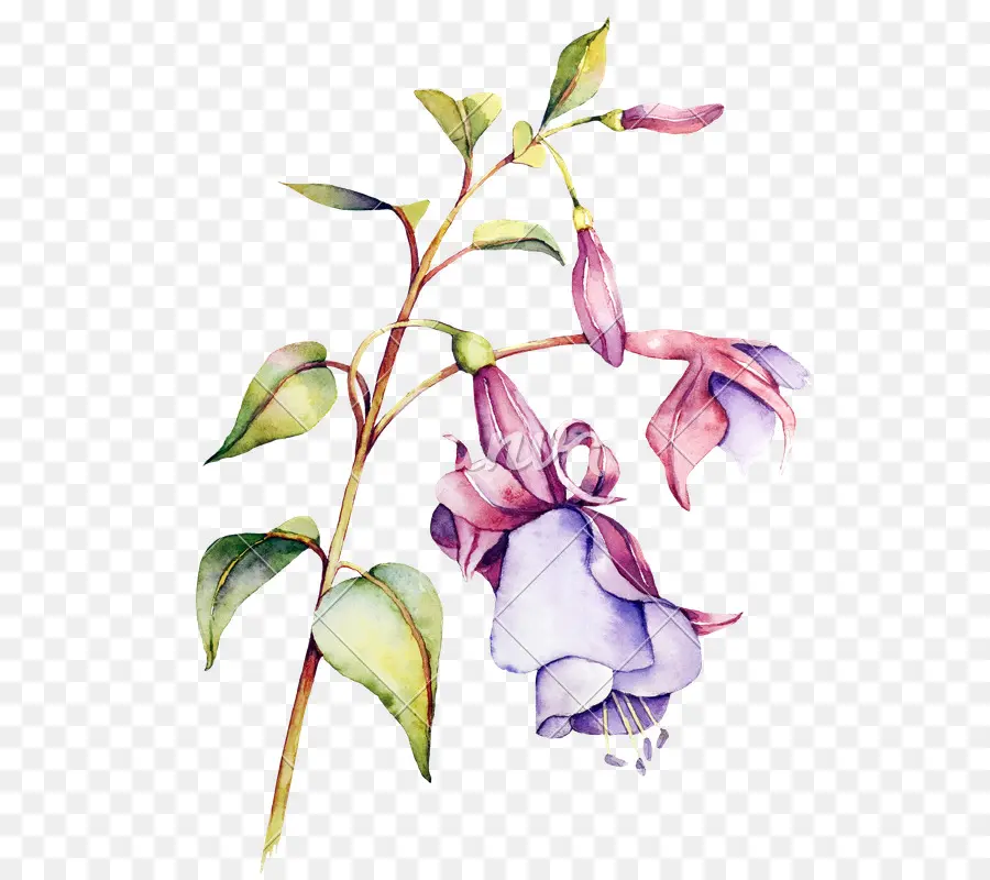 Flor，Púrpura PNG