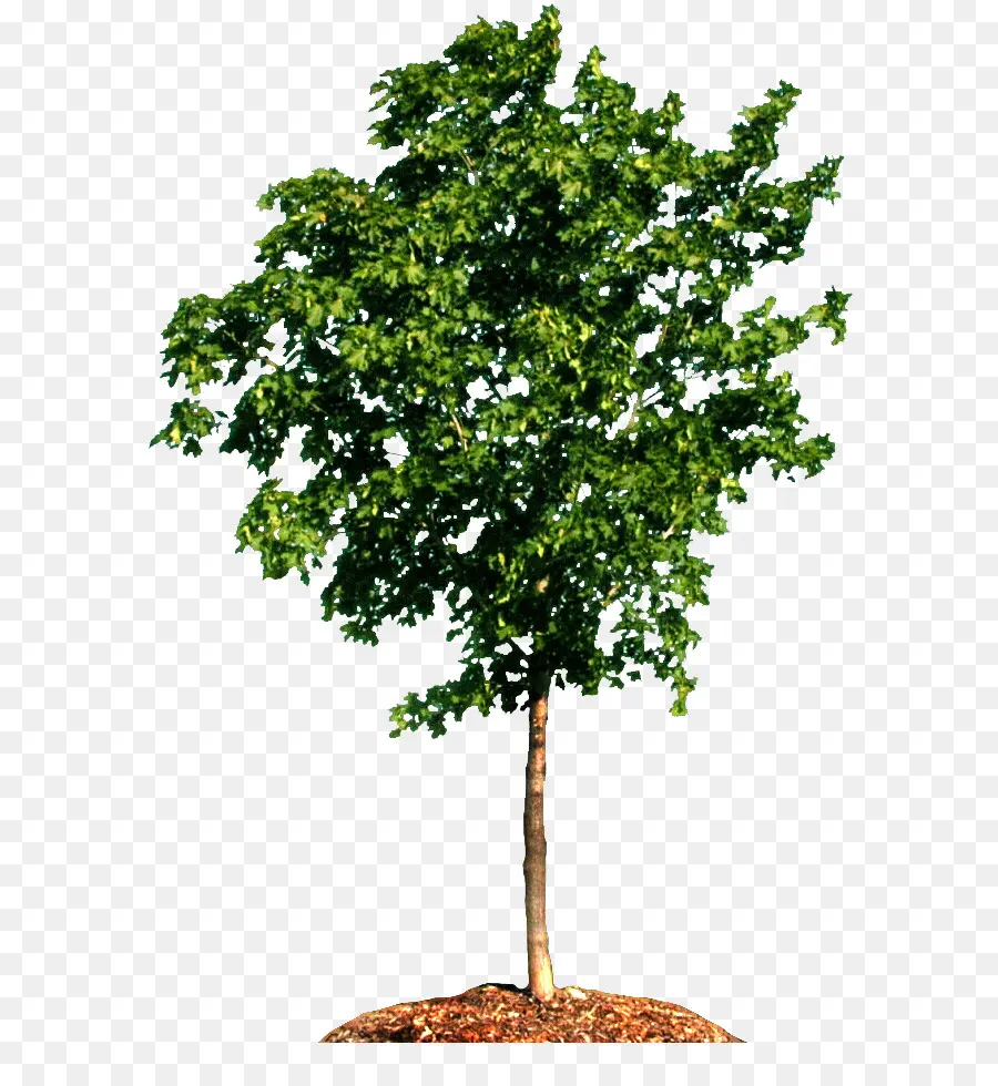 árbol，Carpinus Betulus PNG