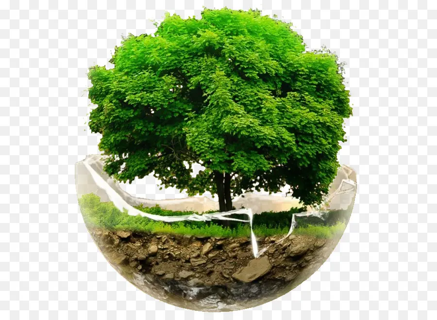 Árbol，Verde PNG