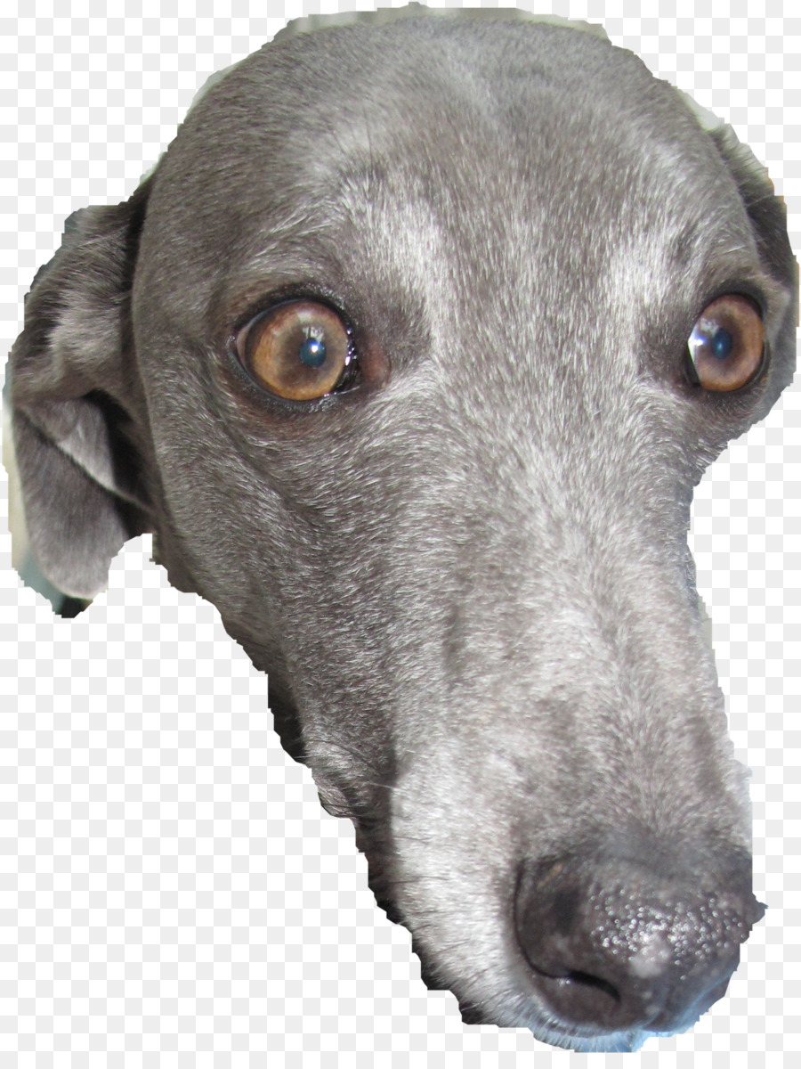 Greyhound，Lebrel Italiano PNG