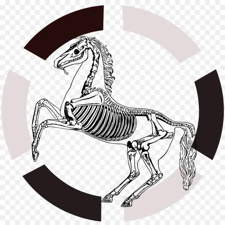 Caballo，Esqueleto PNG