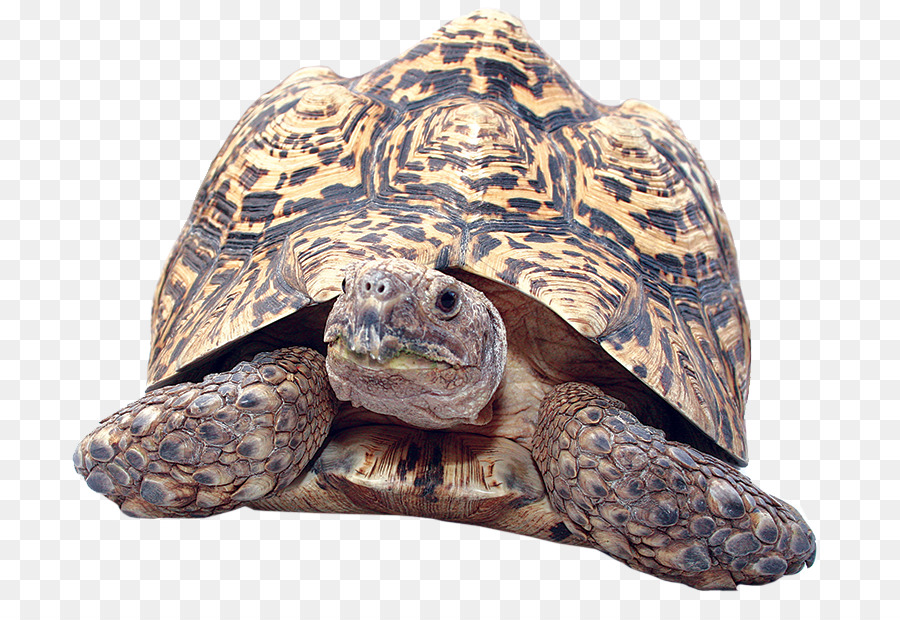 Reptiles，Tortuga PNG