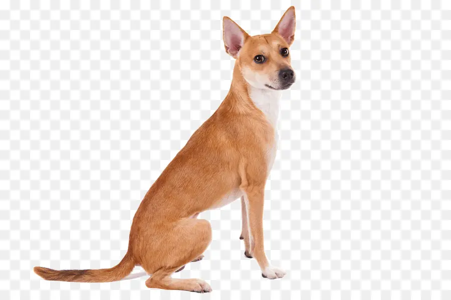 Perro，Mascota PNG