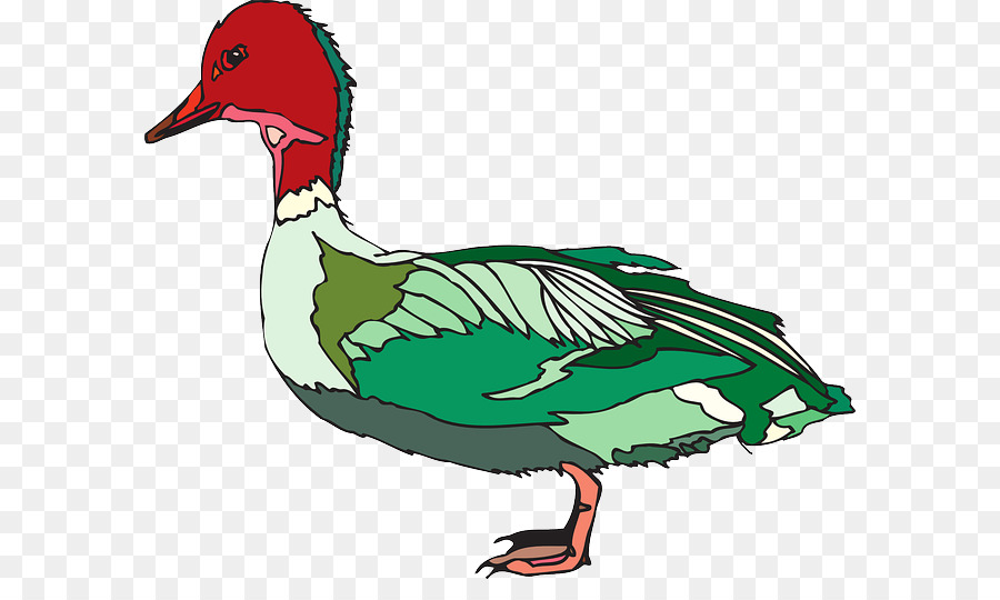 Pato，El ánade Real PNG