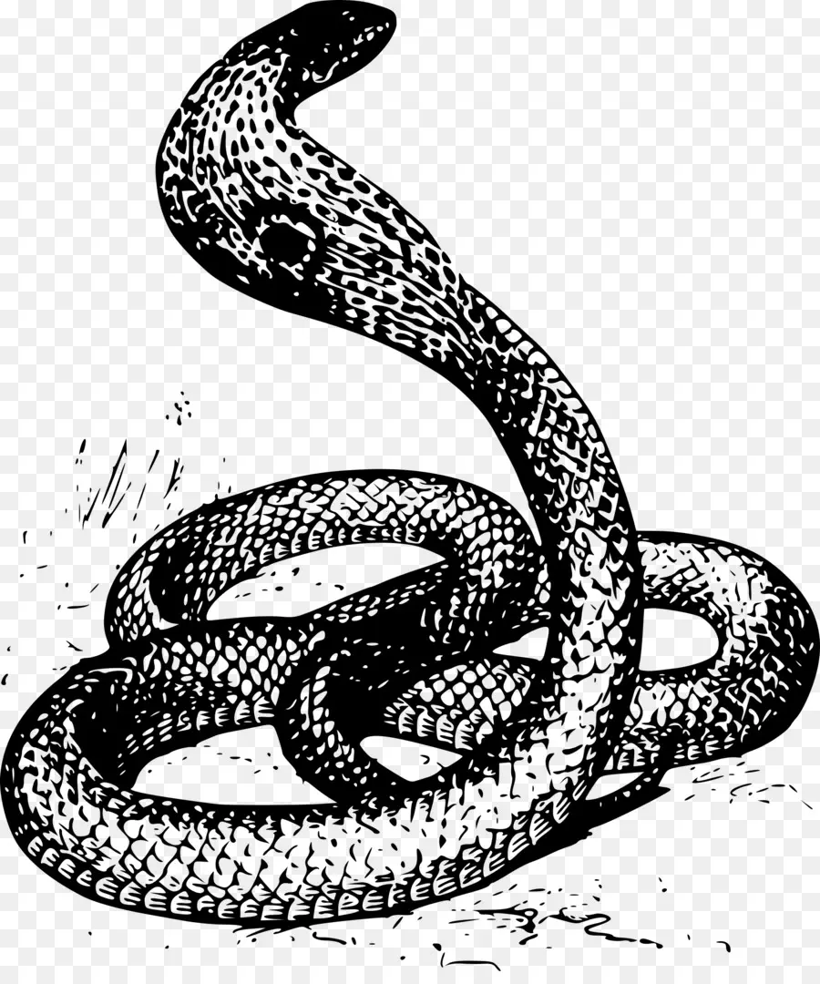 Serpiente，Dibujo PNG