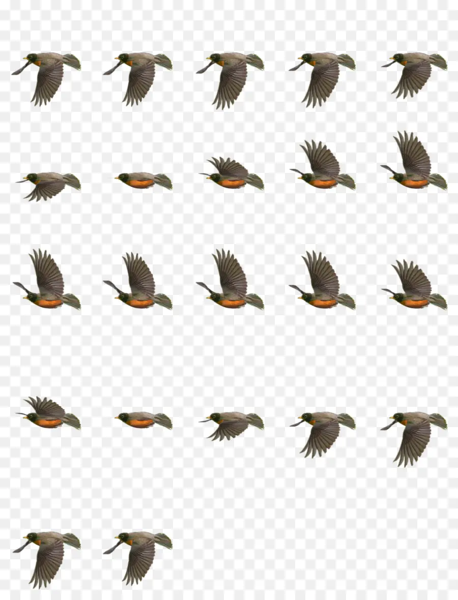 Pájaro Volador，Vuelo PNG