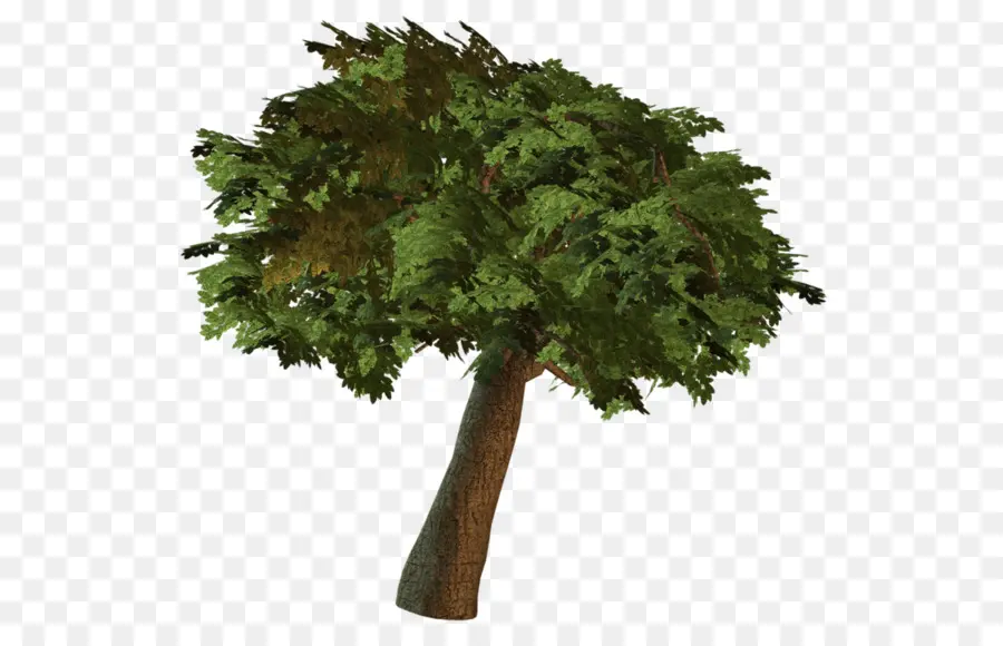 Árbol，Naturaleza PNG