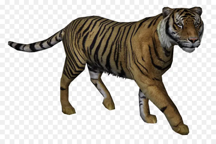 Java，Javan Tigre PNG