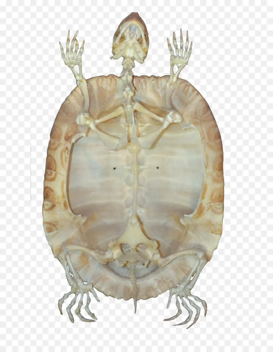 Tortuga，Reptiles PNG