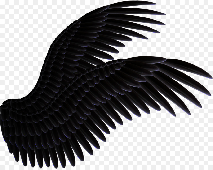 Alas Negras，Plumas PNG