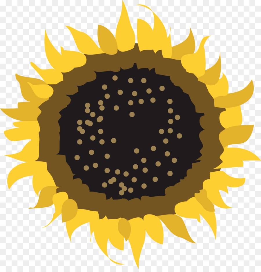 Común De Girasol，Pseudanthium PNG