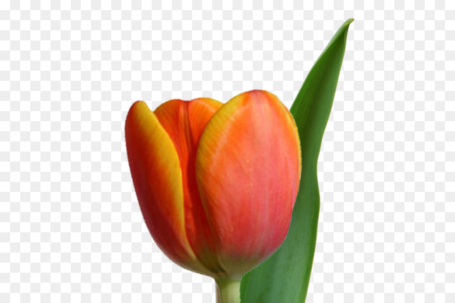 Tulipán，Planta PNG