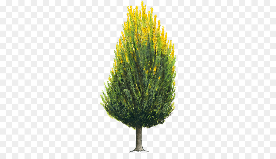 Árbol，Naturaleza PNG