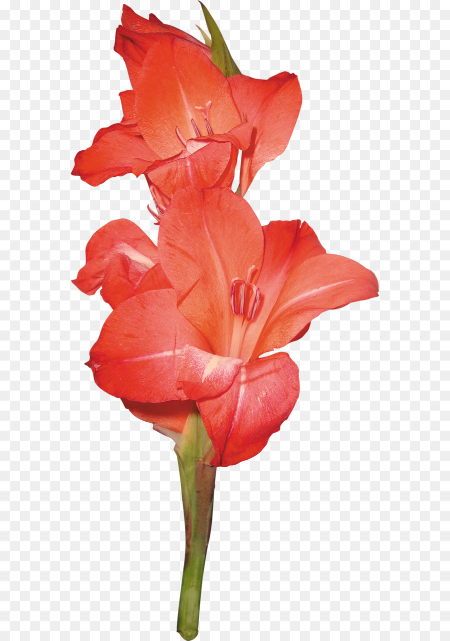 Flor，Color Inverso PNG