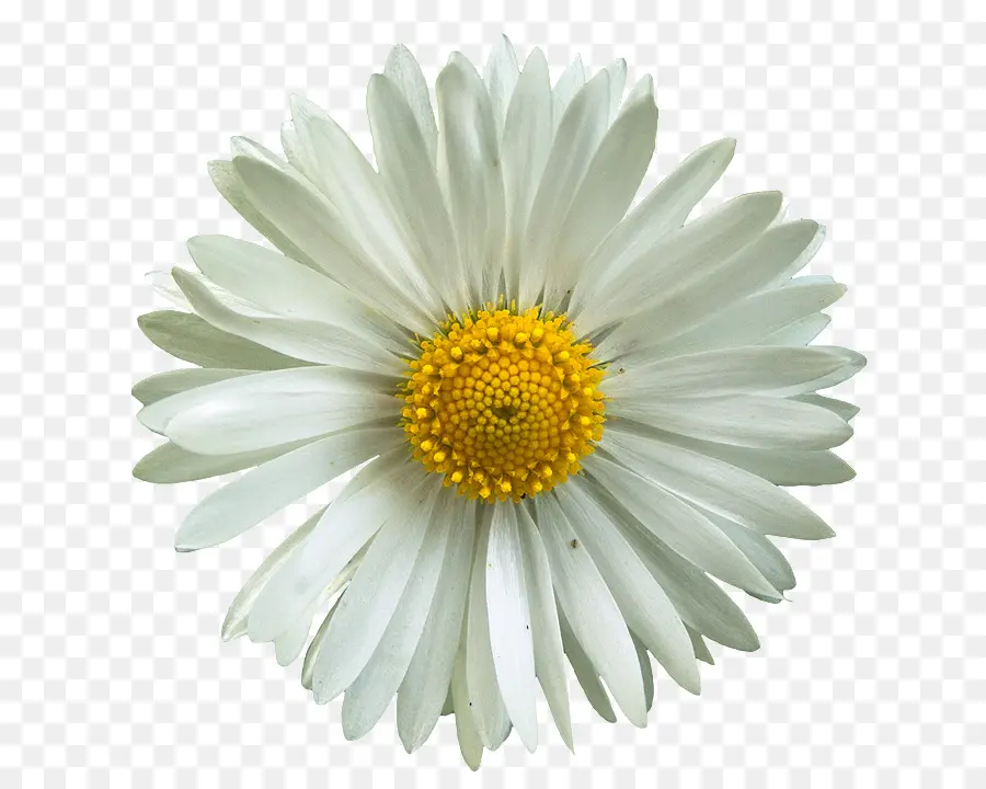 Común Daisy，Margarita PNG