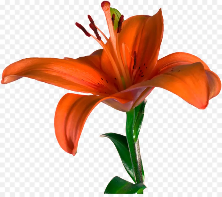 Flor，Lilium Bulbiferum PNG