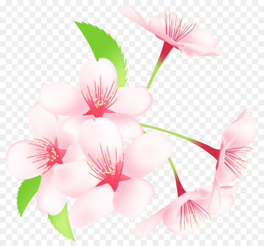 De Los Cerezos En Flor，Sakuramochi PNG