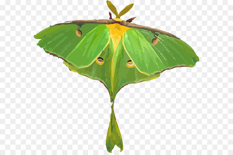 Mariposa，Luna Polilla PNG