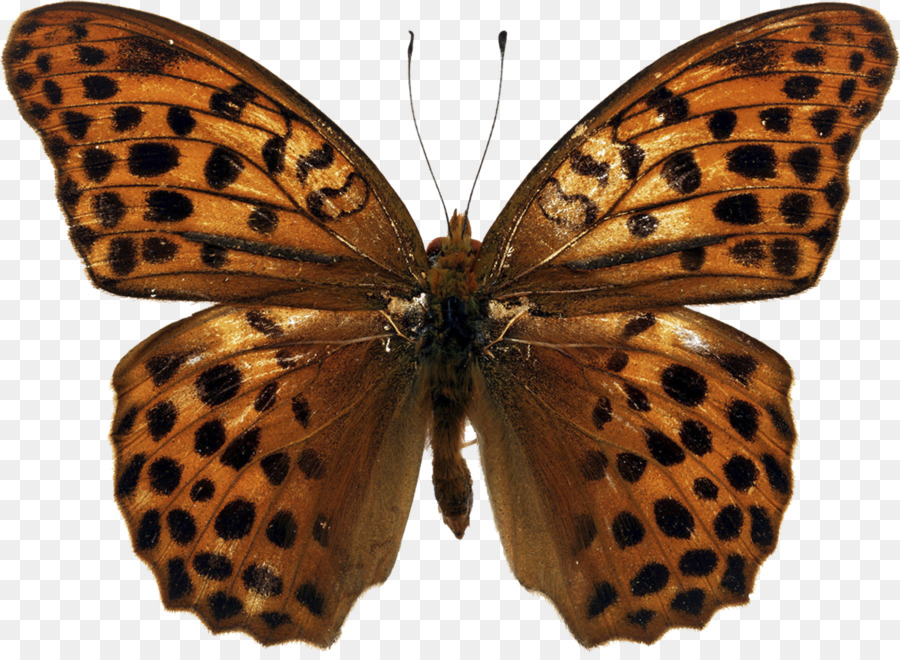 Mariposa，Papilio Demoleus PNG