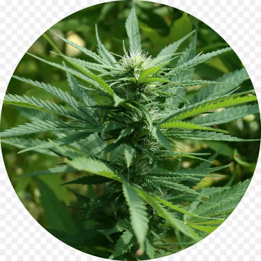 Canabis，Cannabis Ruderalis PNG