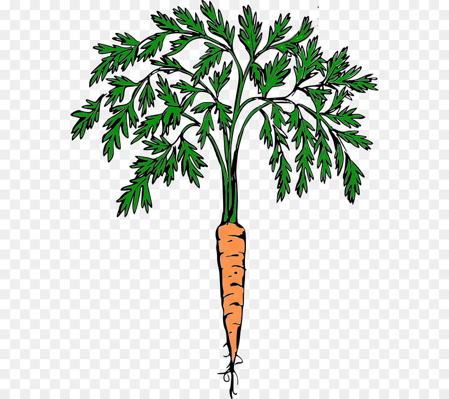 Zanahoria，Los Cultivos PNG