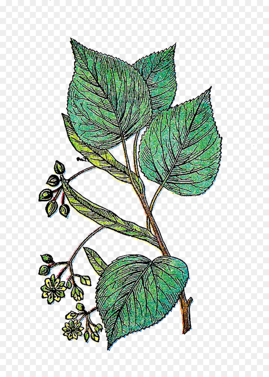 Hoja，Planta PNG