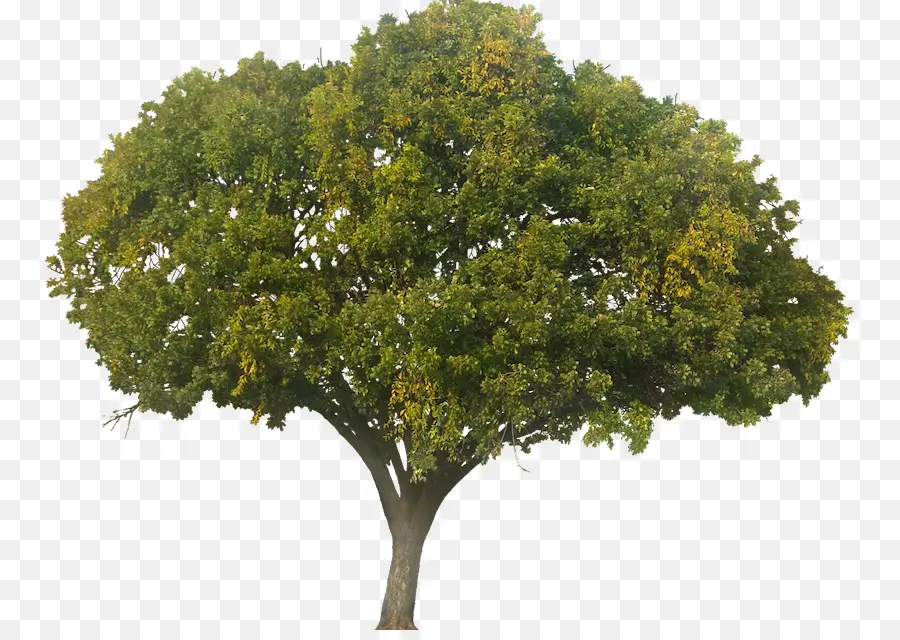 árbol，Quercus Suber PNG