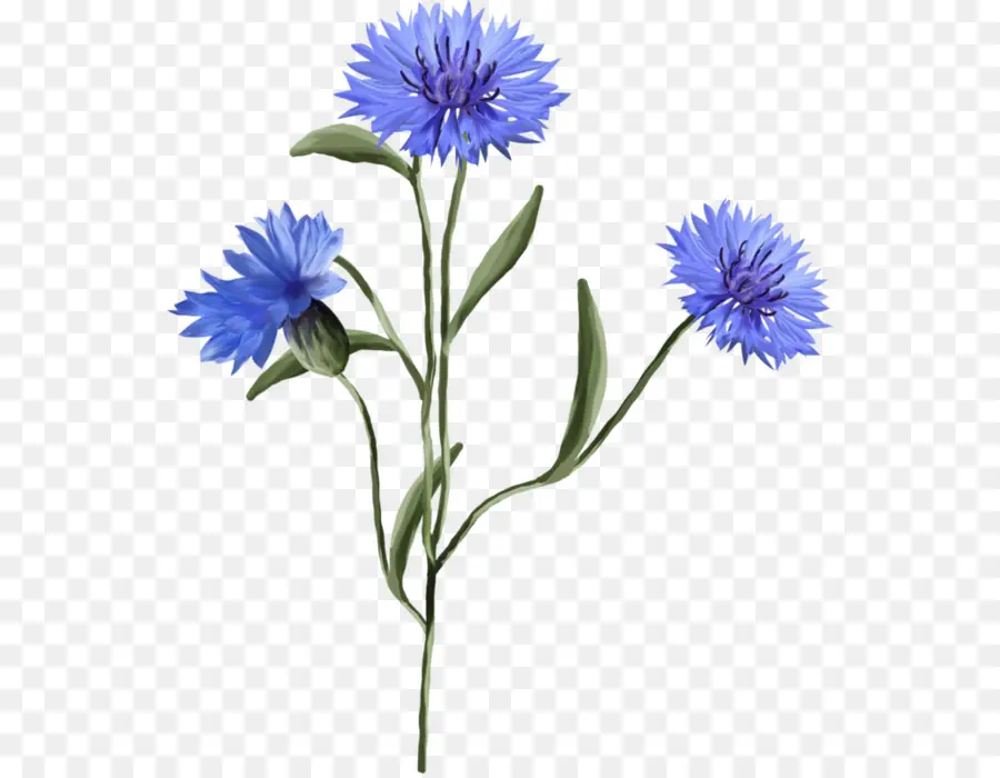 Flores Azules，Florecer PNG