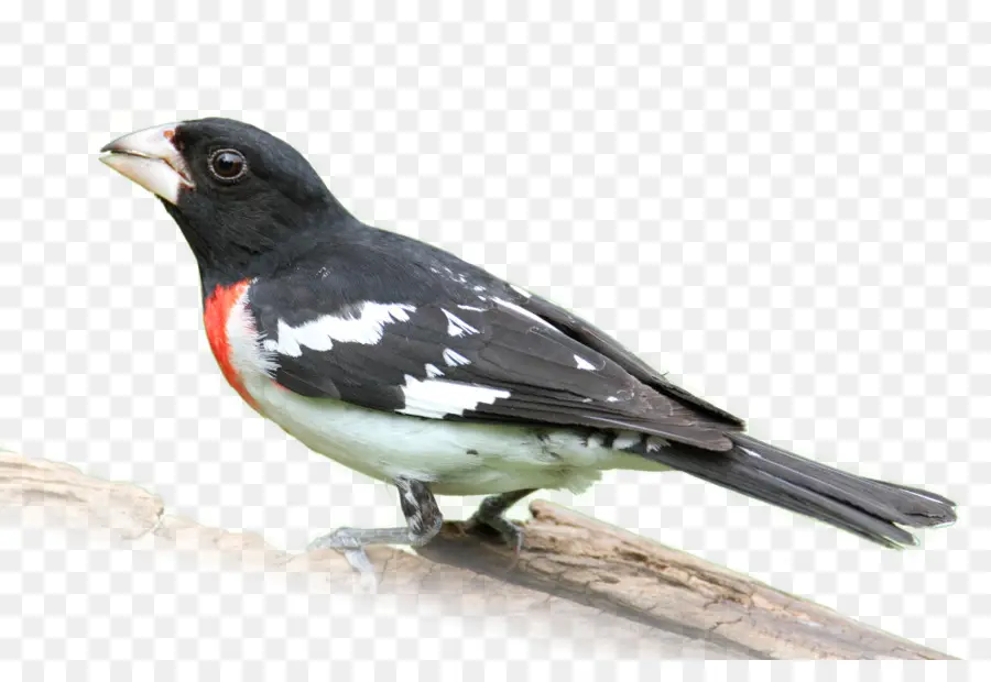 Pájaro，Ardilla PNG