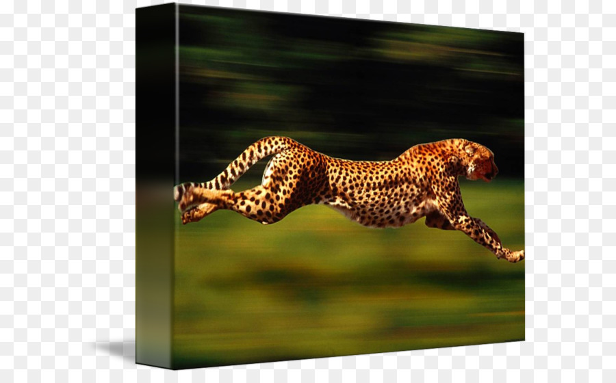 Cheetah，Leopard PNG