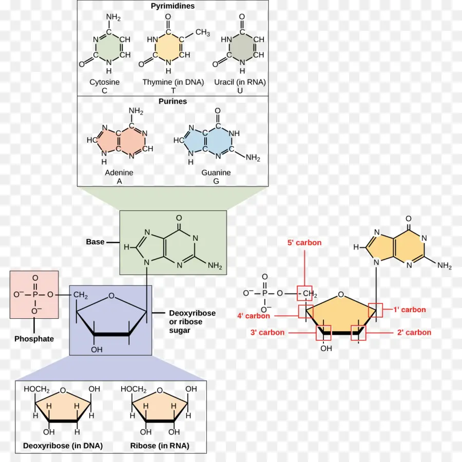 De ácidos Nucleicos，Adn PNG