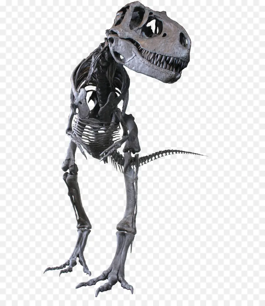 Albertosaurus，Gorgosaurus PNG