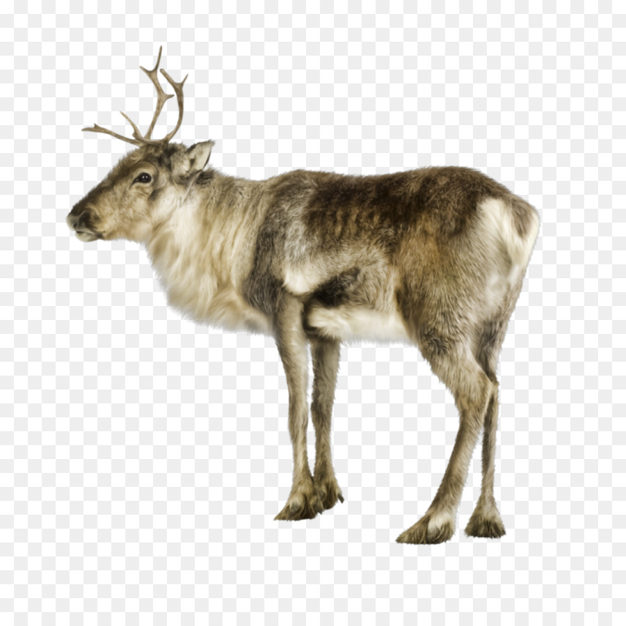 Obras，Reindeer PNG