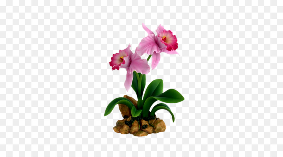 Orquídea Rosa，Planta PNG