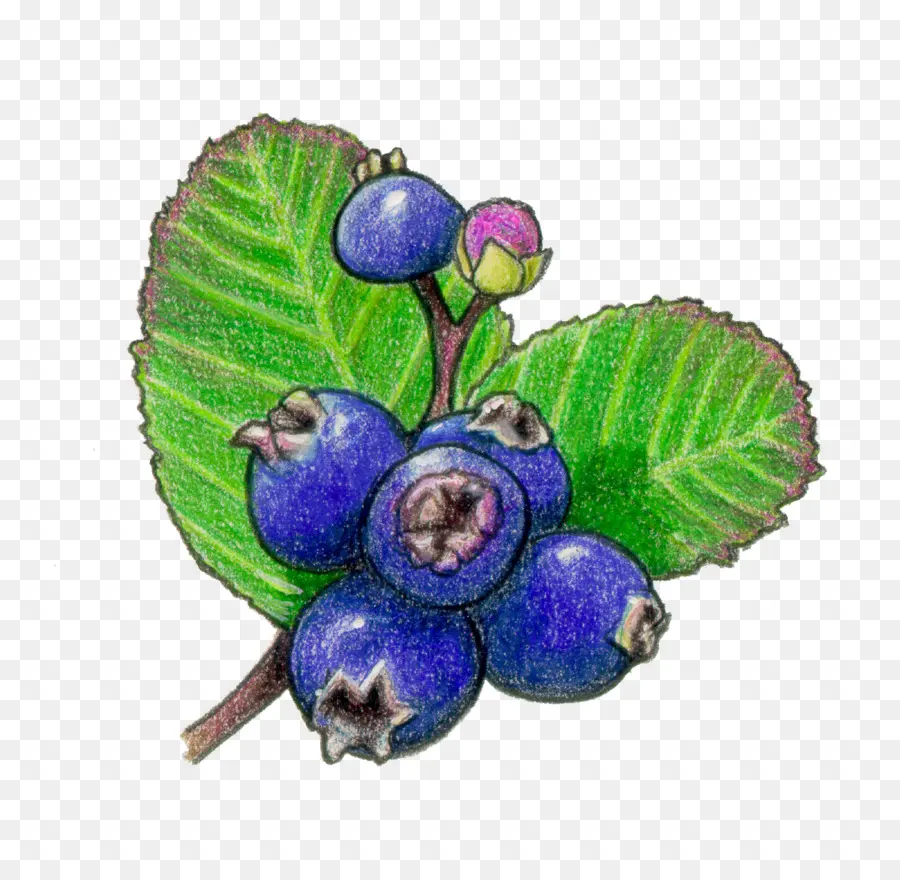 Arándanos，Fruta PNG