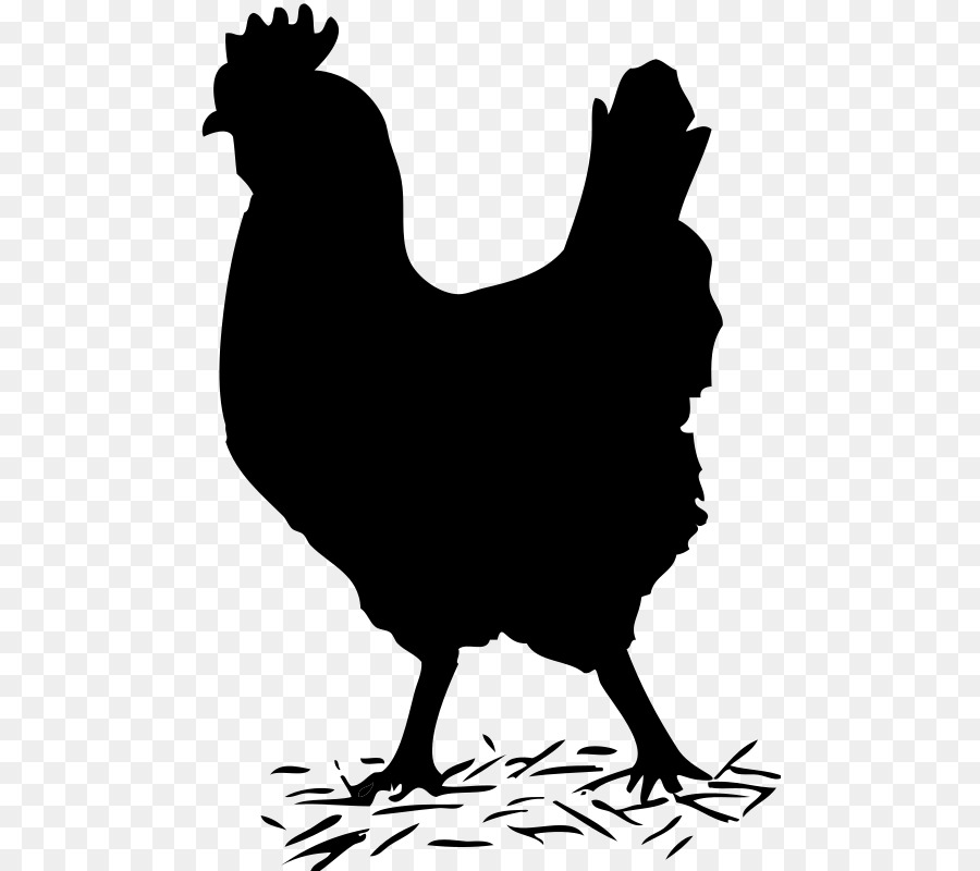 Pollo，Pájaro PNG