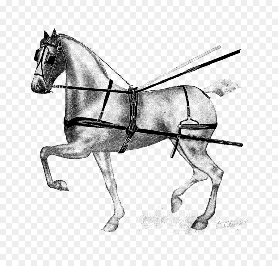 Caballo，Mula PNG