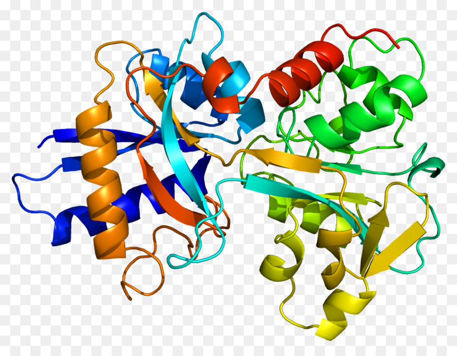 La Transferrina，El Receptor De La Transferrina PNG