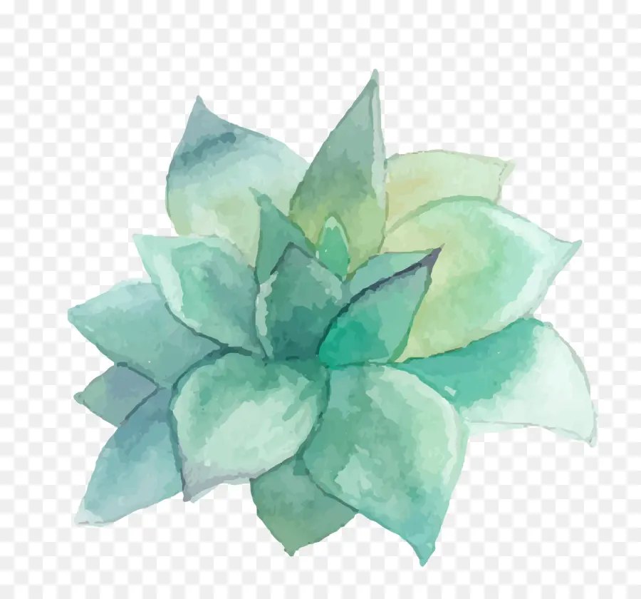 Planta Suculenta，Pintura A La Acuarela PNG