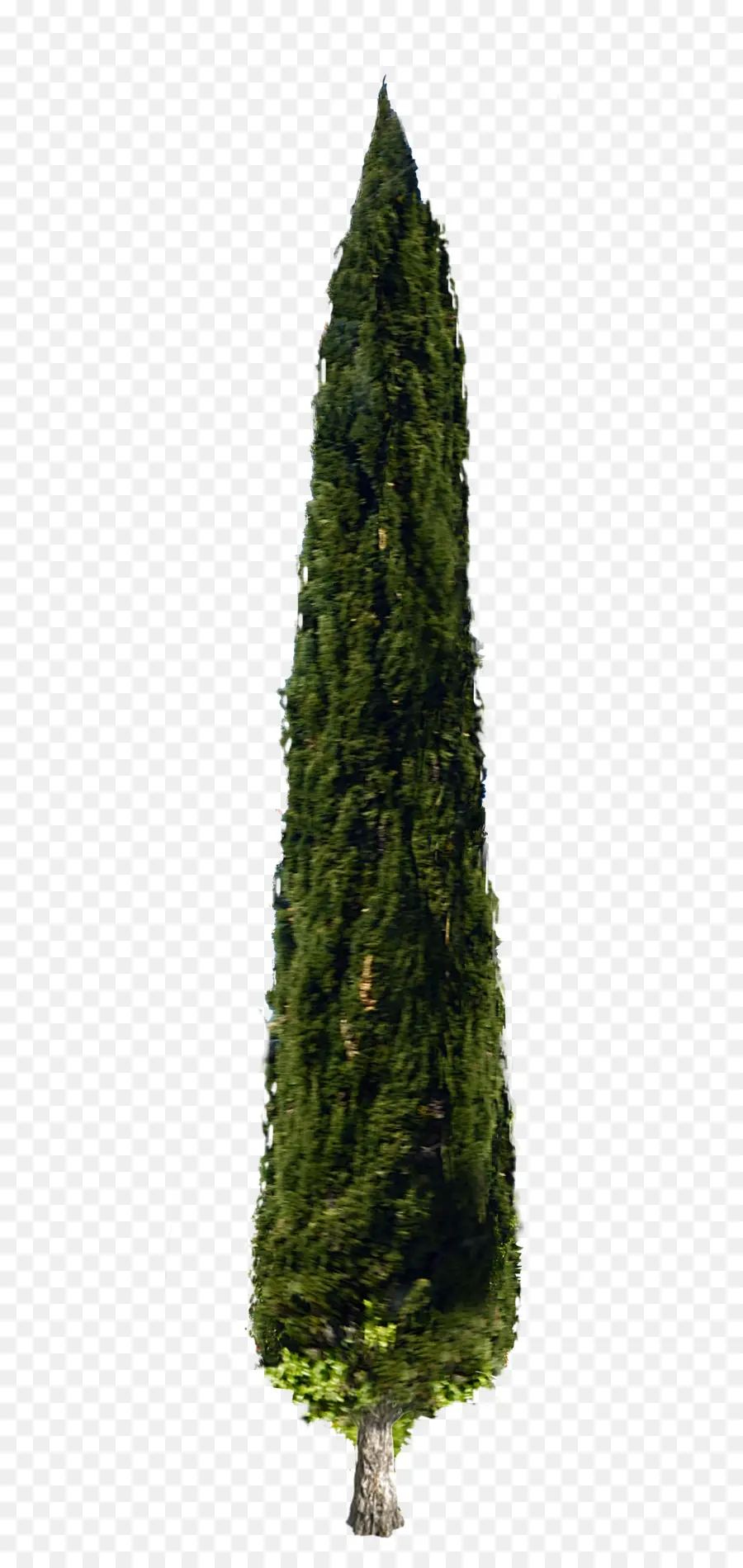 Árbol Verde Alto，Naturaleza PNG