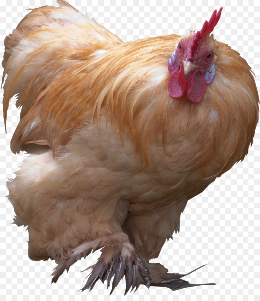 Pollo，Gallina PNG